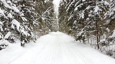 Беловежская пуща и Каменец
